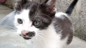 猫咪吃饭爆料视频,萌态十足引网友热议